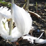 14 Ice Flower photo by Dr James R Carter