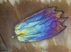 iridescent butterfly wing scale