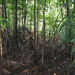 Mangrove2